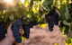 Printhie Wines - thumb 2