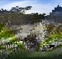 Mount Majura Vineyard - Pubs Perth