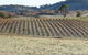 Patina Wines - thumb 0