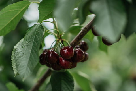 Cherryhill Orchards - Pubs Perth 1