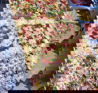 Marinelli's - Keilor East - Pubs Perth