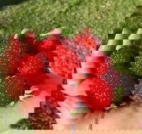 Beechworth Berries - Pubs Perth