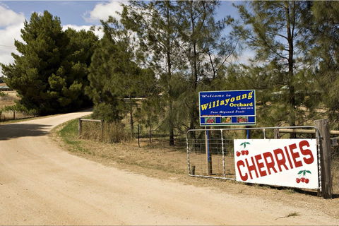 Willayoung Orchard - Pubs Perth 1