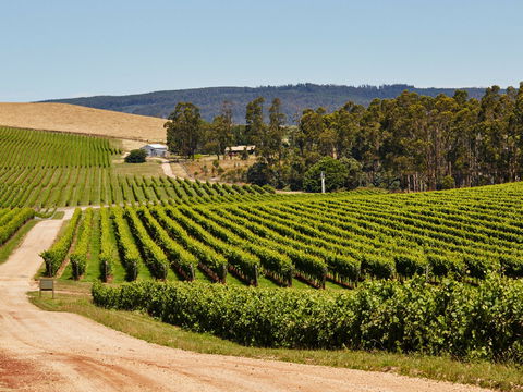 Pipers Brook Vineyard - Pubs Perth 1