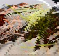 Rising Sun Hotel - Pubs Perth