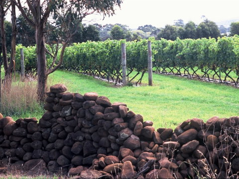 Spring Vale Vineyard - Pubs Perth 0