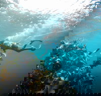 Candy Abalone - Pubs Perth