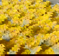 May's Thai - Pubs Perth