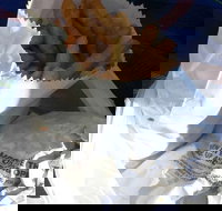 Ragenovich Bros Chickens