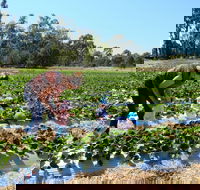 The Big Strawberry - Pubs Perth