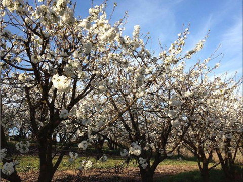 Allambie Orchard And Cafe - Pubs Perth 0