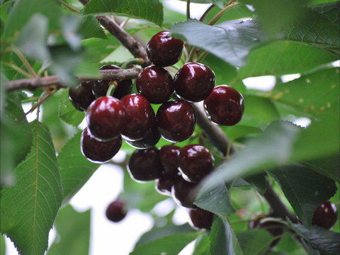 Allambie Orchard And Cafe - Pubs Perth 1