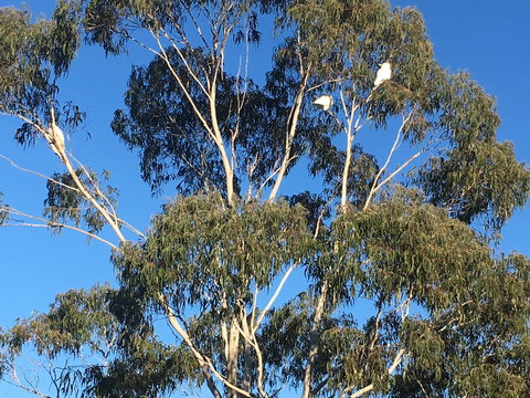 Mongarlowe Gourmet - Pubs Perth 1