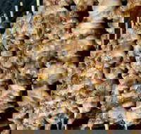 Chadz Chickenhaus - Sunshine - Pubs Perth