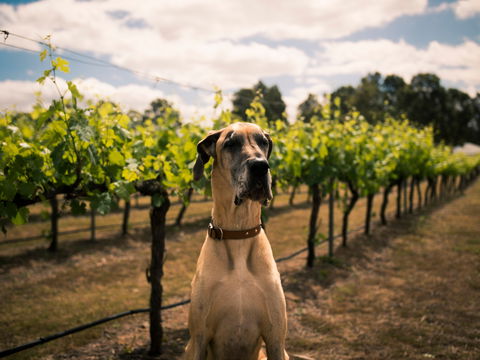 Oakvale Wines - Pubs Perth 2