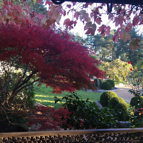 The Scented Rose Garden And Teahouse - Pubs Perth 1