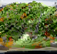 Brooklyn Lounge - Pubs Perth