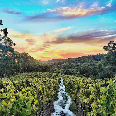 Between The Vines Cellar Door - Pubs Perth 0