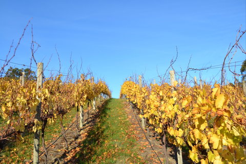 Between The Vines Cellar Door - Pubs Perth 1