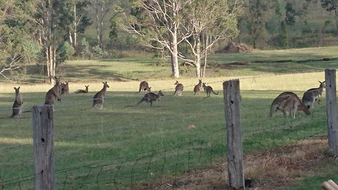 Mistletoe Winery - Pubs Perth 1