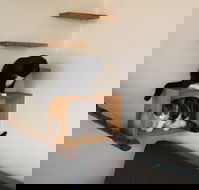 Hobart Cat Cafe - Pubs Perth