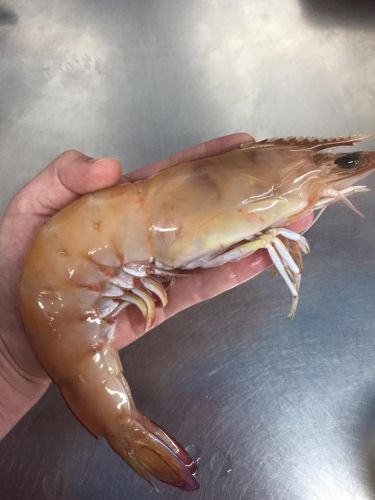 Northern Rivers Seafood - Pubs Perth 4