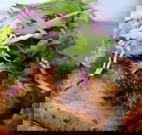 Barchino - Pubs Perth