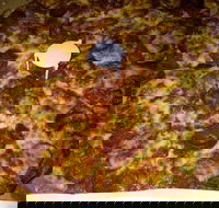 Pizza Riviera - Pubs Perth