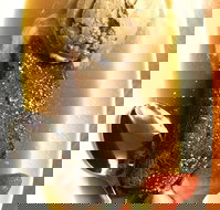 The Kingsley Tavern - Pubs Perth