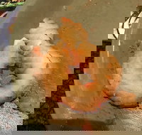 Chips 'R Us - Pubs Perth