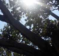 The Season Tree - Pubs Perth