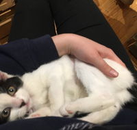 MeowMe Cafe - Pubs Perth