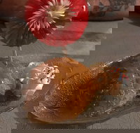 Charm Thai - Upper Coomera - Pubs Perth