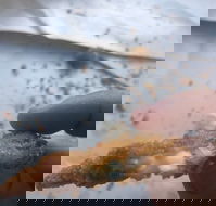 Wild Local Prawns - Pubs Perth