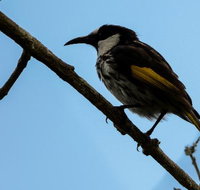 Ivy Cottage - Pubs Perth