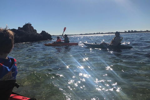 Penguin Island And Fremantle - Canoe, Chocolate & Coffee - Pubs Perth 1