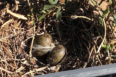 Penguin Island And Fremantle - Canoe, Chocolate & Coffee - Pubs Perth 3