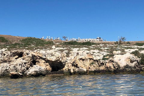 Penguin Island And Fremantle - Canoe, Chocolate & Coffee - Pubs Perth 5