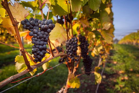 Half Day Tamar Valley Wine Tour - Pubs Perth 1