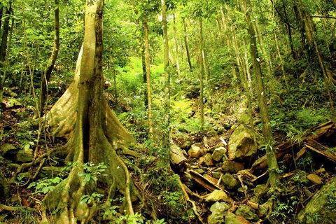 Cairns 4WD Waterfall And Rainforest Tour Including Kuranda Scenic Railway - Pubs Perth 1