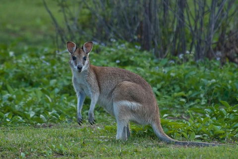 Cairns 4WD Waterfall And Rainforest Tour Including Kuranda Scenic Railway - Pubs Perth 2
