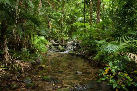 Cairns Reef And Rainforest Combo: Daintree Rainforest And The Great Barrier Reef - Pubs Perth 1