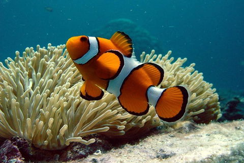 Cairns Reef And Rainforest Combo: Daintree Rainforest And The Great Barrier Reef - Pubs Perth 2