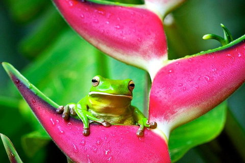 Cape Tribulation, Mossman Gorge, And Daintree Rainforest Premium Day Tour - Pubs Perth 0