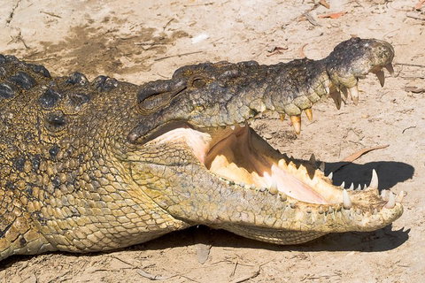 Cape Tribulation, Mossman Gorge, And Daintree Rainforest Premium Day Tour - Pubs Perth 1