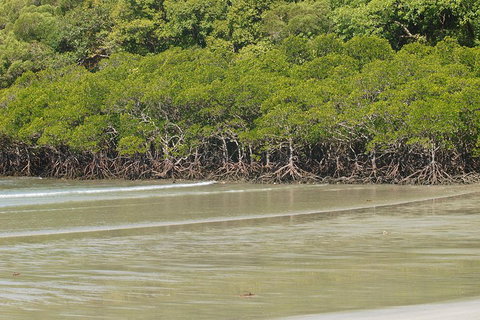 Cape Tribulation, Mossman Gorge, And Daintree Rainforest Premium Day Tour - Pubs Perth 4