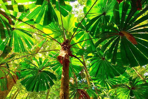 Private Daintree National Park Day Tour From Cairns Including Cape Tribulation And Mossman Gorge - Pubs Perth 3