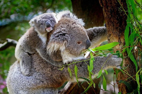 1 Day Exclusively Private Tour Of Phillip Island & The Penguin Parade - Pubs Perth 2
