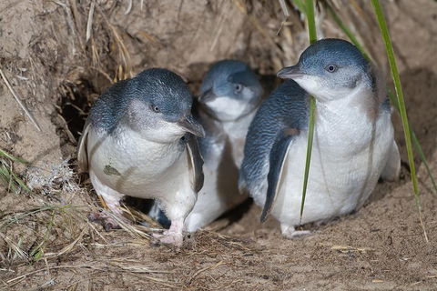 1 Day Exclusively Private Tour Of Phillip Island & The Penguin Parade - Pubs Perth 5