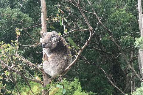 Full-Day Great Ocean Road Small-Group Tour From Melbourne - Pubs Perth 1